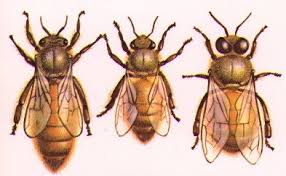 queen bee worker bee drone picture