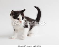 Next to a flower in a pot. Little Fluffy White Black Kitten On Light Background Canstock