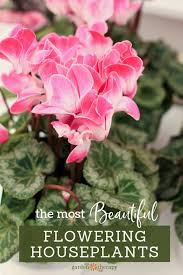 Most Beautiful Flowering Houseplants