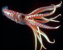 Image result for photograph of squid