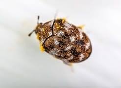 carpet beetle dewey pest control