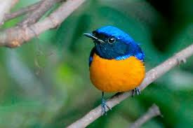 Animals can be categorized as domestic, birds, mammals, insects, reptiles, sea animals, wild and farm animals. Birds Of Sikkim