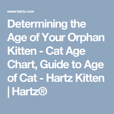 Determining The Age Of Your Orphan Kitten Cats Cats