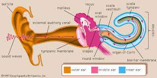 Human Ear The Physiology Of Hearing Britannica