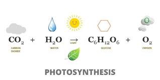 photosynthesis step by step guide