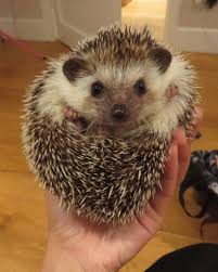 A hybrid of two different wild species native to africa, the african pygmy hedgehog as with any pet, researching hedgehogs and their required care can help you decide if it's a good fit with your lifestyle. A Complete Guide To Raising Pet Hedgehogs Pethelpful By Fellow Animal Lovers And Experts