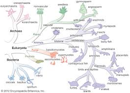 Bacteria Evolution Of Bacteria Britannica