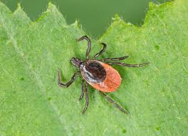 Understanding The Tick Life Cycle Petmd
