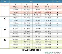 what are genetic codons definition