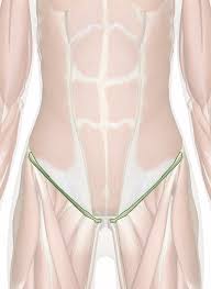 You can click the image to magnify if you cannot see clearly. Inguinal Ligament Muscular System