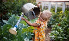 Spring Gardening In Adelaide Forsters