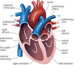 AV and Semilunar Heart Valves