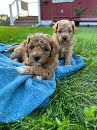 highland puppies