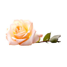 romantic light pink rose flower ai