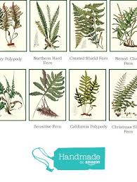 Vintage Native Fern Note Cards Botanical Print Collection