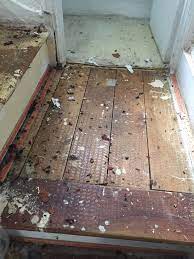 wood floors found under carpet houzz uk