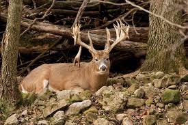 Deer Beds To Zero In On Big Bucks