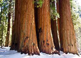 exploring giant sequoia groves