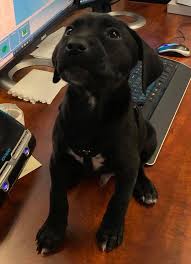 At 2 weeks old, your labrador puppy should be with his mother still, drinking her milk. 8 Week Old Puppy Adopted To Ease Stress At Tazewell 911 Dispatcher Center Wset