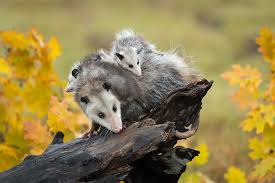 How many hours a day do possums sleep. Opossum Symbolism Dreams And Messages Spirit Animal Totems