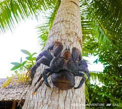 Giant crab, robber crab, coconut crab, aldabra, seychelles. Endangered Coconut Crabs Of Raja Ampat Destinations Magazine