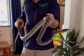 snake found hanging behind picture