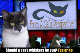 However this question is largely hypothetical because the practise i then a more appropriate thread title would be 'would it hurt to cut a cat's whiskers?' although a more appropriate response to that question would. From A Cat S Perspective Should A Cat S Whiskers Be Cut Stunning Keisha