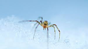 What Happens To Spiders In The Winter