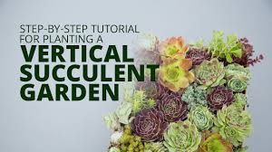 make a vertical succulent arrangement