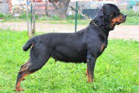 rottweiler tail docking everything you