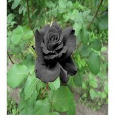 rare turkish black rose seeds