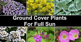 ground cover plants for full sun
