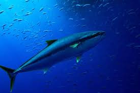 identifying the yellowfin tuna