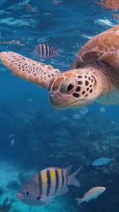 sea turtle underwater backiee