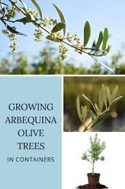Wherever olives are grown, almost any cultivar of olive is used for both table fruit and oil. Growing Arbequina Olive Trees In Containers Gardening Know How S Blog
