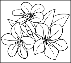 Collection of coloring pages of hawaiian flowers (37) hawaiian flowers to color hawaiian flower coloring pages Pin On Flower Pic