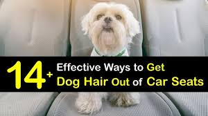 get rid of dog hair on car seats