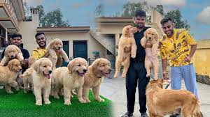 best golden retriever puppies in india
