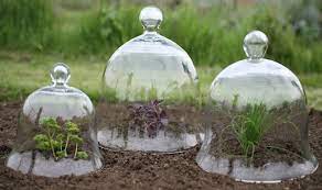 Glass Bell Cloches Ideal For
