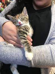 The numbers of pet owners keep going higher and higher and even as we speak, someone could be adopting a pet right now. Pet Store Near Me Fosters Adoptable Kittens Aww