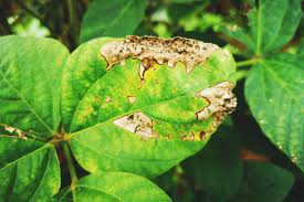 how to deal with bacterial blight in