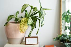 Mistakes People Make With Indoor Plants