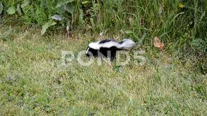 adorable cute baby skunk lost in the