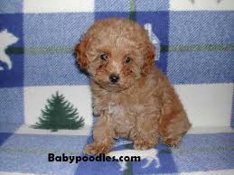 tea cup tiny toy toy poodle puppies