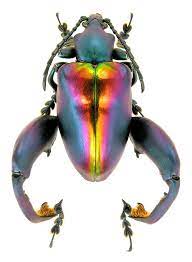 М.Э. Смирнов - фотографии экзотических жуков из разных семейств (Coleoptera  - exota)