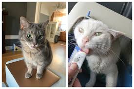 Did you know that a cat's whiskers are not only found on each side of its muzzle? Pet Cats The Latest Unsuspecting Victims Of Chicago S Carjacking Surge
