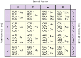 Amino Acid Chart Genetic Code Dna Data Constants And