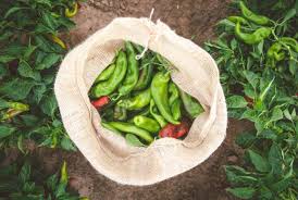 hatch chile is rooted in new mexico
