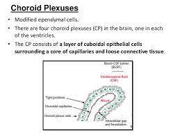 Cerebrospinal Fluid