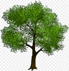 transpa green tree clipart picture